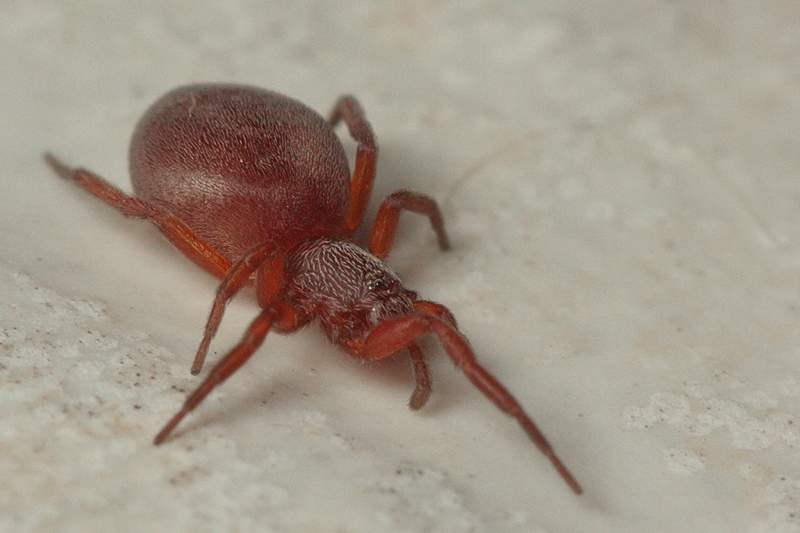 Prodidomus cfr. amaranthinus - Malta